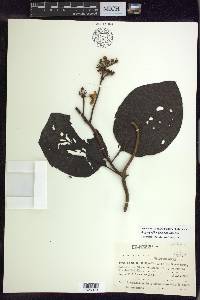 Stigmaphyllon gayanum image