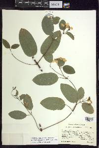 Stigmaphyllon ellipticum image