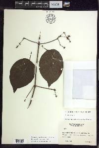 Stigmaphyllon herbaceum image
