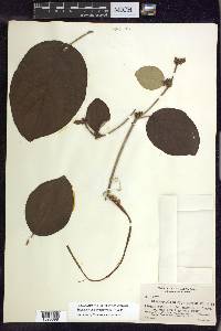 Stigmaphyllon hypargyreum image