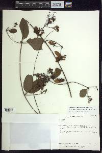 Stigmaphyllon ellipticum image