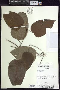 Stigmaphyllon echitoides image