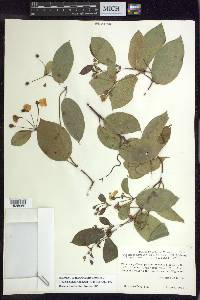Stigmaphyllon ellipticum image