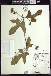 Stigmaphyllon palmatum image