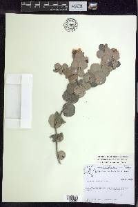 Stigmaphyllon glabrum image