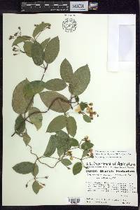 Stigmaphyllon ellipticum image