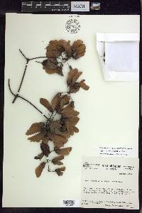 Stigmaphyllon glabrum image