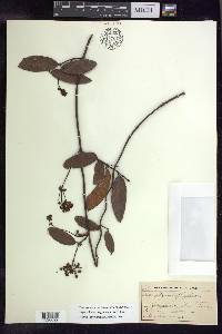 Stigmaphyllon sagraeanum image