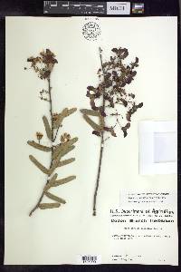 Stigmaphyllon sagraeanum image