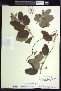 Stigmaphyllon discolor image