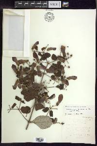 Banisteriopsis argyrophylla image