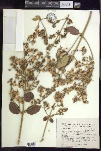 Banisteriopsis anisandra image