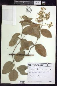 Thryallis latifolia image