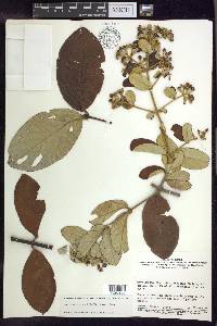 Banisteriopsis argyrophylla image