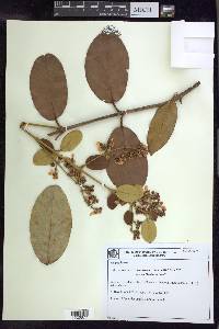 Banisteriopsis anisandra image