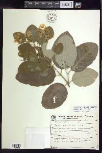 Thryallis brachystachys image