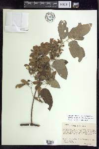 Stigmaphyllon discolor image