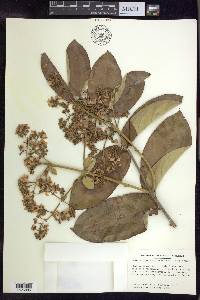 Banisteriopsis anisandra image
