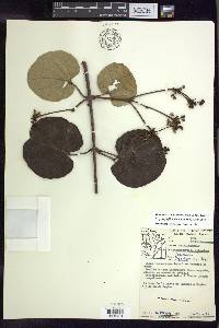Stigmaphyllon sinuatum image