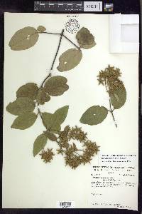 Thryallis brachystachys image