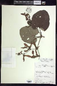 Image Associated With the Occurence