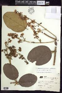 Banisteriopsis anisandra image
