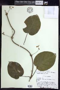 Stigmaphyllon grandifolium image