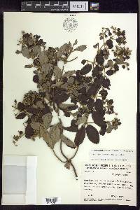 Banisteriopsis argyrophylla image