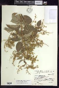 Thryallis parviflora image