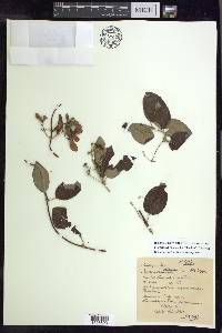 Stigmaphyllon discolor image