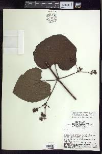 Stigmaphyllon sinuatum image