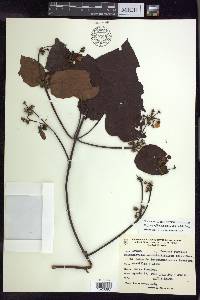 Stigmaphyllon sinuatum image
