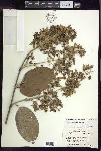 Banisteriopsis anisandra image