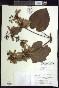Stigmaphyllon sinuatum image