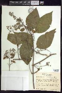 Banisteriopsis caapi image