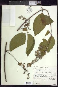 Banisteriopsis caapi image