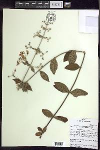 Banisteriopsis campestris image