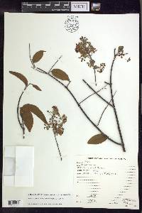 Banisteriopsis caapi image