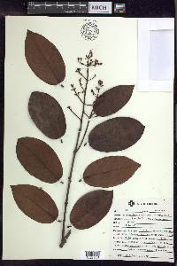 Banisteriopsis martiniana image