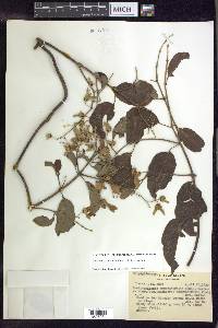 Banisteriopsis membranifolia image