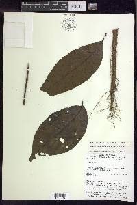 Banisteriopsis caapi image