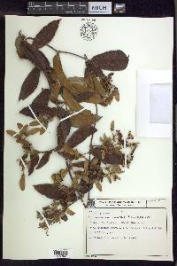 Banisteriopsis laevifolia image