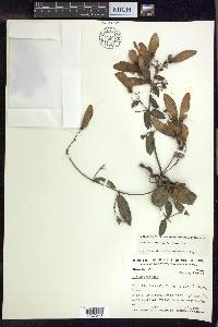 Banisteriopsis laevifolia image