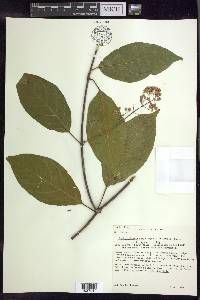 Banisteriopsis caapi image