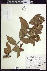 Banisteriopsis laevifolia image