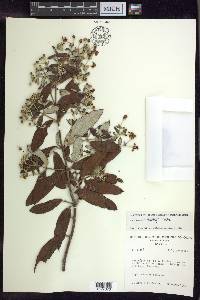 Banisteriopsis harleyi image