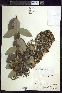 Banisteriopsis laevifolia image