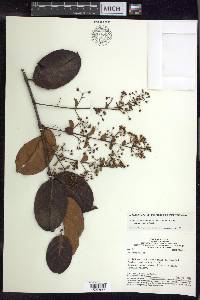 Banisteriopsis martiniana image