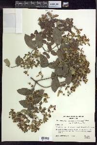 Banisteriopsis laevifolia image