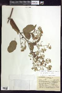 Banisteriopsis membranifolia image